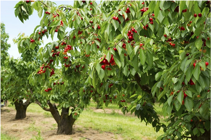 Cherry Trees