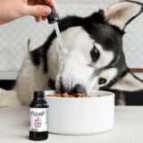 CBD Oil for Pets