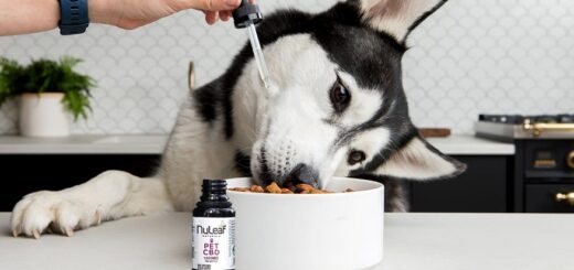 CBD Oil for Pets