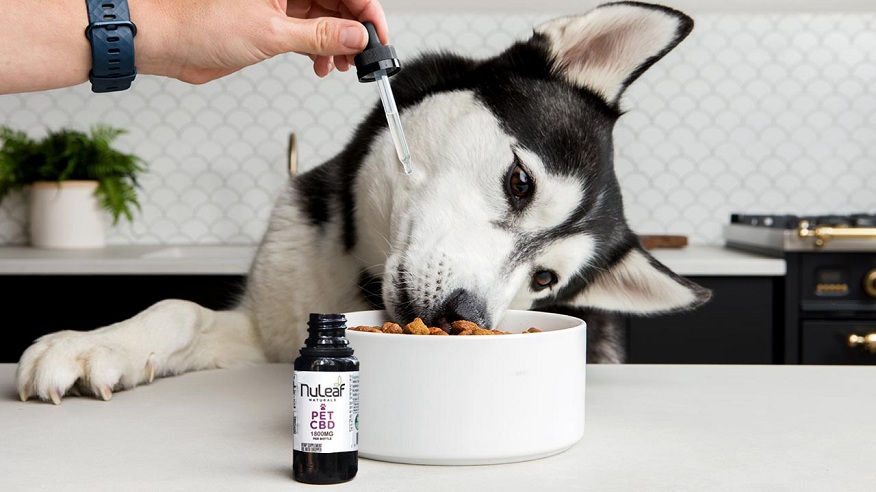 CBD Oil for Pets