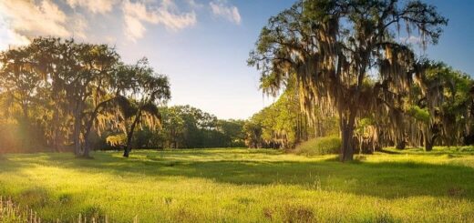 natural burial yellow springs